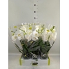 Phalaenopsis   ...white