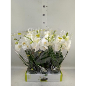 Phalaenopsis   ...white
