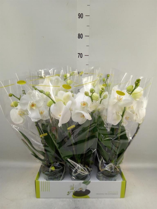 <h4>Phalaenopsis   ...white</h4>
