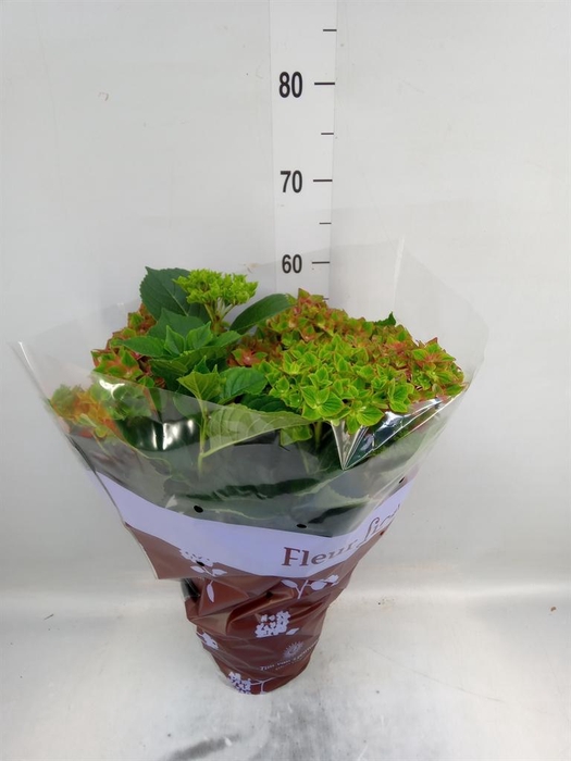 <h4>Hydrangea mac. 'Saxon Wackerbarth'</h4>