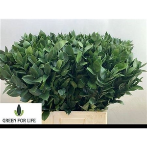 Ruscus Hypophyllum