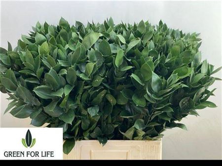<h4>Ruscus Hypophyllum</h4>
