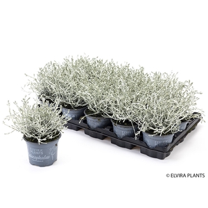 CALOCEPHALUS BROWNII p11