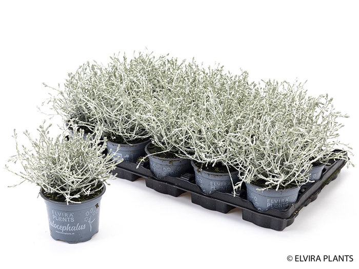 <h4>CALOCEPHALUS BROWNII p11</h4>