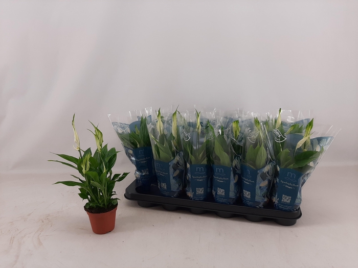 <h4>SPATH CHOPIN</h4>