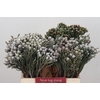 Kaaps Groen Silver Brunia