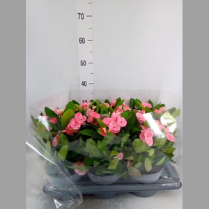 Euphorbia milii   ...