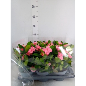 Euphorbia milii   ...