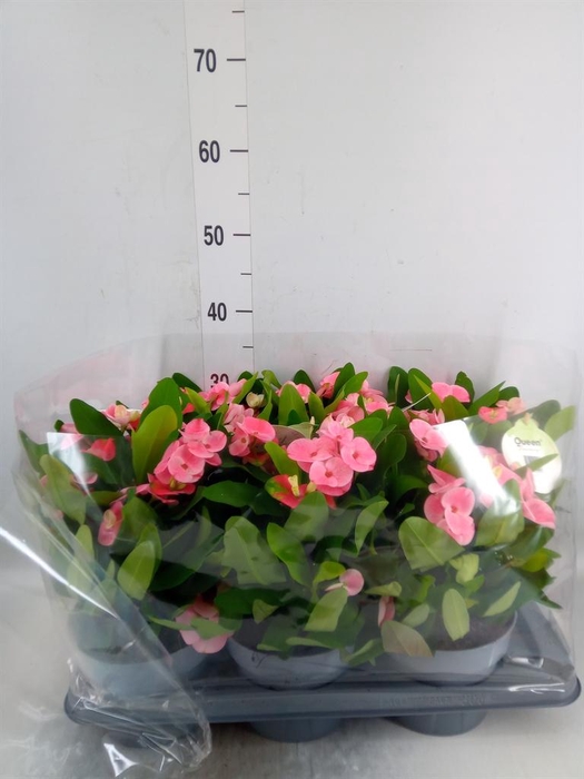 <h4>Euphorbia milii   ...</h4>