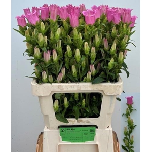 CAMP M CHAMPION PINK