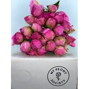 Paeonia Jacorma