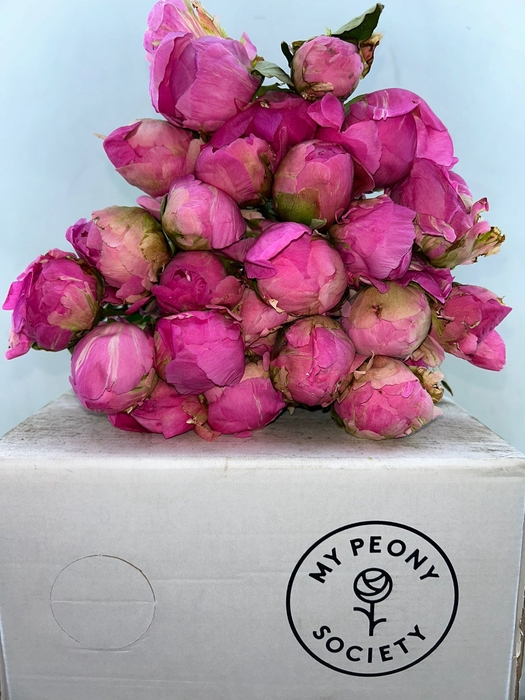 <h4>Paeonia Jacorma</h4>