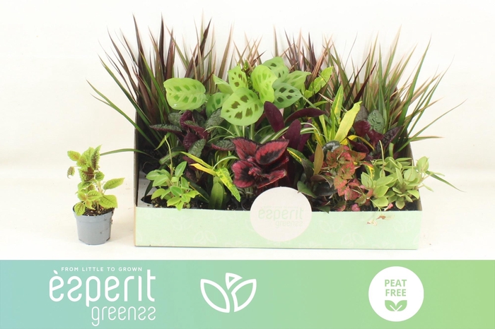 <h4>KAMERPL GEM OV</h4>