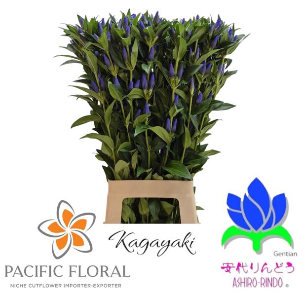 <h4>Gentiana Kagayaki Blue Dark Pacific</h4>