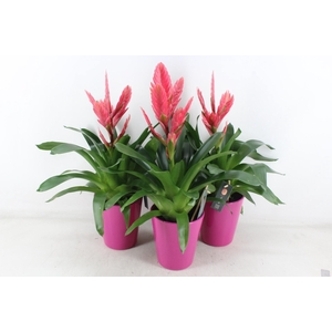 arr3 BS - Florence pink pot x6