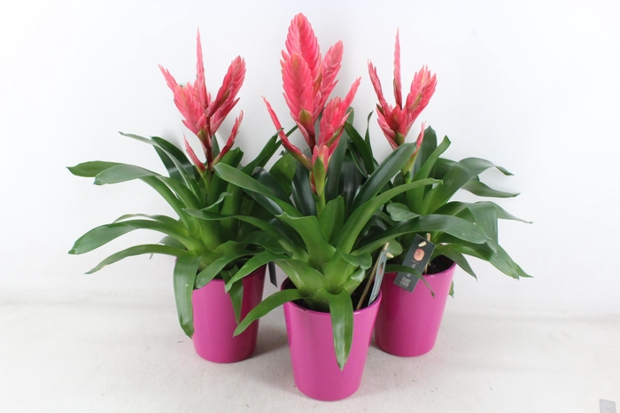 <h4>arr3 BS - Florence pink pot x6</h4>