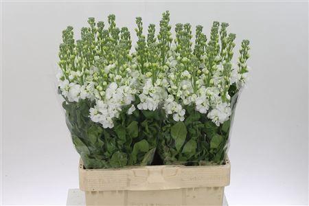 <h4>Matth Aida White</h4>