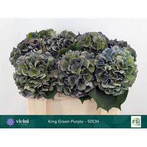 Hydrangea  'Royal King'  CL