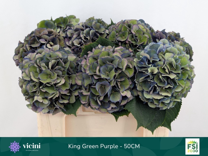 <h4>Hydrangea  'Royal King'  CL</h4>