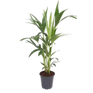 Howea forsteriana