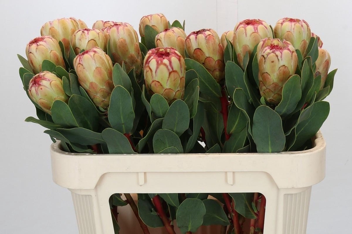 <h4>Protea Grandicolor</h4>