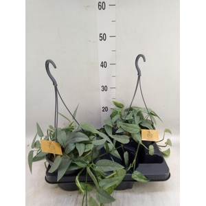 Epipremnum pinn. 'Cebu Blue'