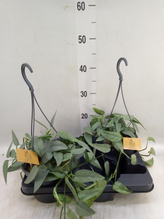 <h4>Epipremnum pinn. 'Cebu Blue'</h4>