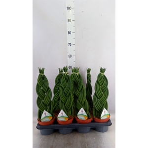 Sansevieria cyl.  ...