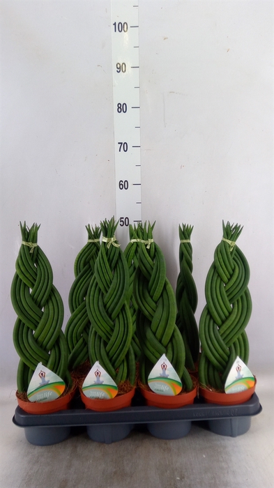 <h4>Sansevieria cyl.  ...</h4>