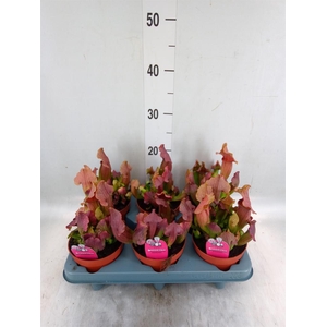 Sarracenia   ...