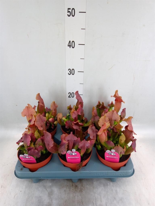 <h4>Sarracenia   ...</h4>