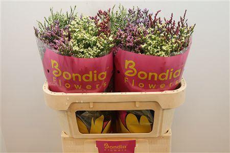 <h4>Lim Sin Diamond Mix</h4>