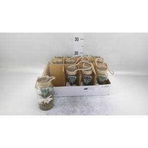 Arr.   Kamerplant Groen L%