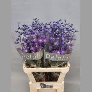 DELPH DU DELP POWER