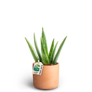 ALOE VERA P10 RAW T