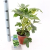 Fatsia japonica P17 (2ltr)