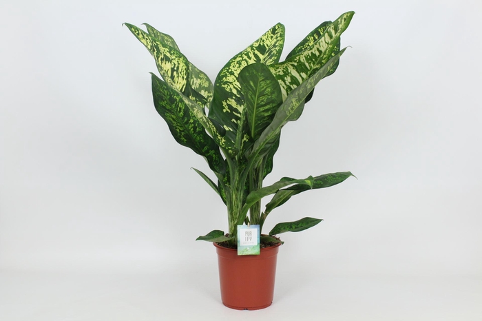 <h4>Dieffenbachia Crown</h4>