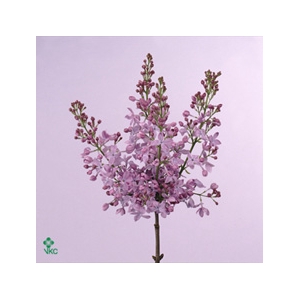 SYRINGA VULG. 'MARECHAL FOCH'