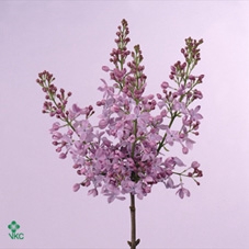<h4>SYRINGA VULG. 'MARECHAL FOCH'</h4>