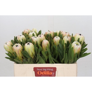Protea White Night