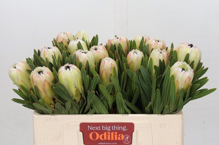 <h4>Protea White Night</h4>