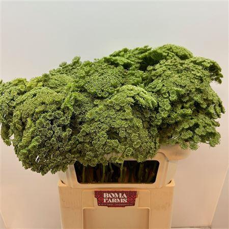 <h4>Ammi Vis Green Mist</h4>