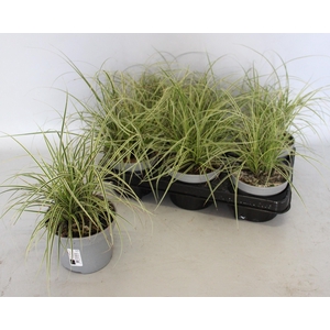 Overig 12 cm Carex brunnea Aureovariegata