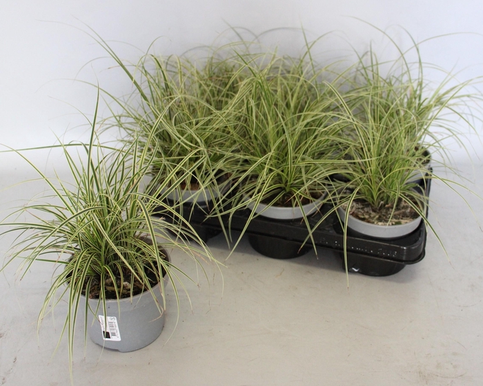 Overig 12 cm Carex brunnea Aureovariegata