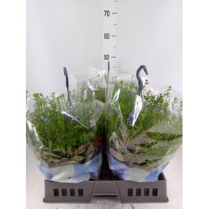 Lobelia erin. 'Summlov Blue Angel'