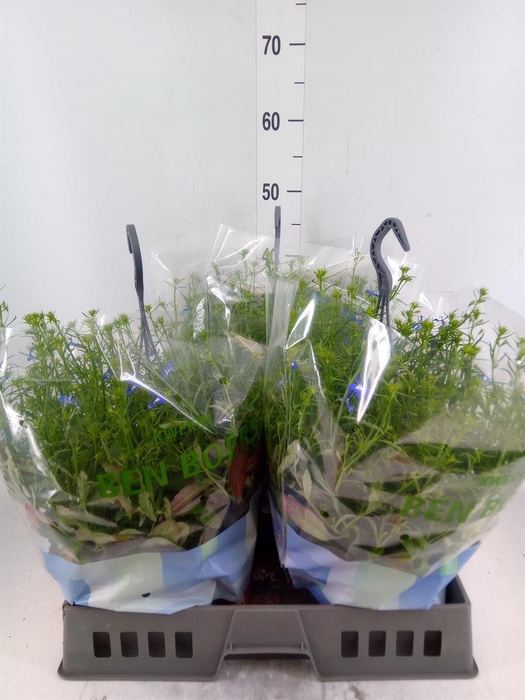 <h4>Lobelia erin. 'Summlov Blue Angel'</h4>