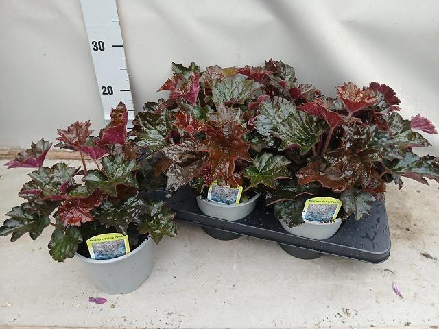 <h4>HEUCH MI PALACE PURP</h4>