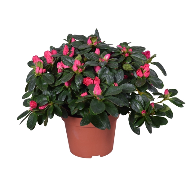 <h4>Azalea Vogel 'Nordlicht' rood 13cm</h4>