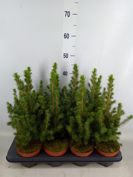 <h4>Picea glauca 'Conica'</h4>