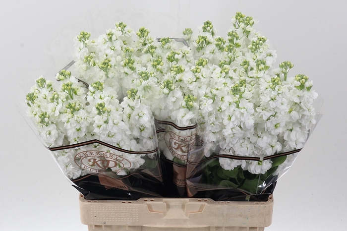 <h4>Matth Aida White</h4>